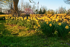 Daffodils Blooming Along Stone Wall in Rhode Island